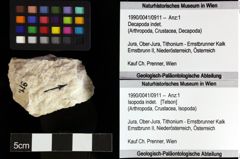 Foto (Objket + Etiketten) von Isopoda indet. 